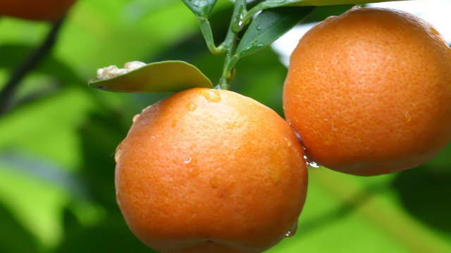 Oranges hanging leaves water droplets free wallpaper - medium preview image