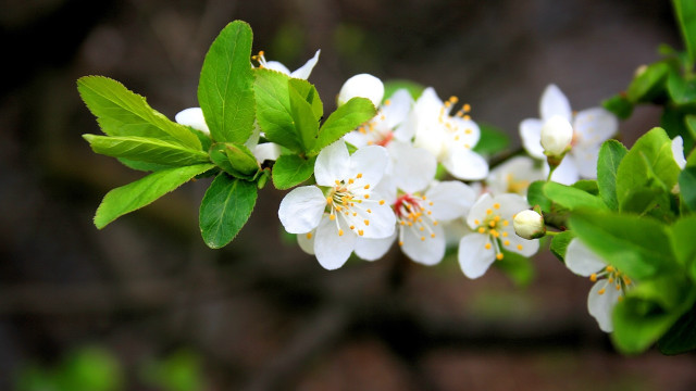 Flower branch bokeh leaves daisy free wallpaper - medium preview image