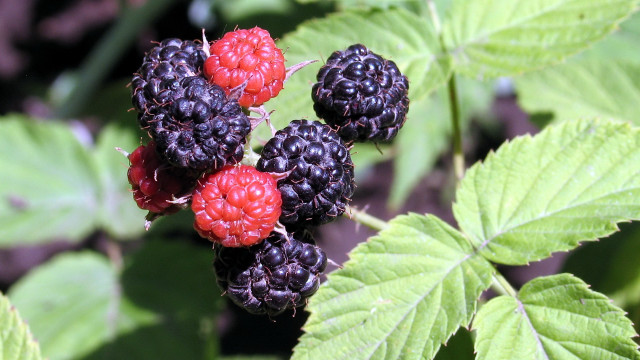 Berries green leaves red plant free wallpaper - medium preview image