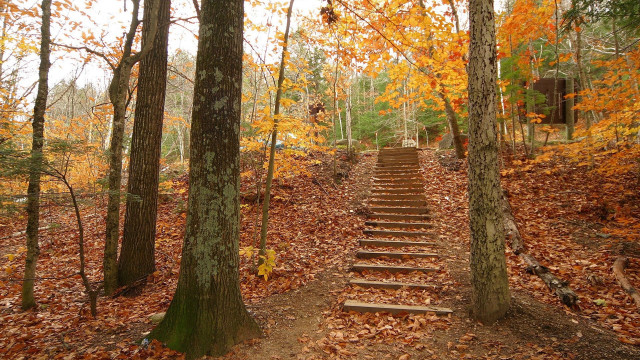Autumn woods leaves fallen fence free wallpaper - medium preview image
