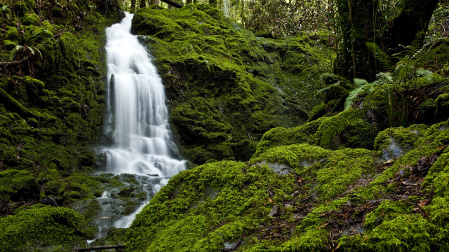 Waterfall forest moss bridge nature free wallpaper - medium preview image