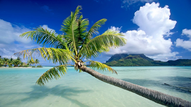 Palm tree water mountain sunny free wallpaper - medium preview image