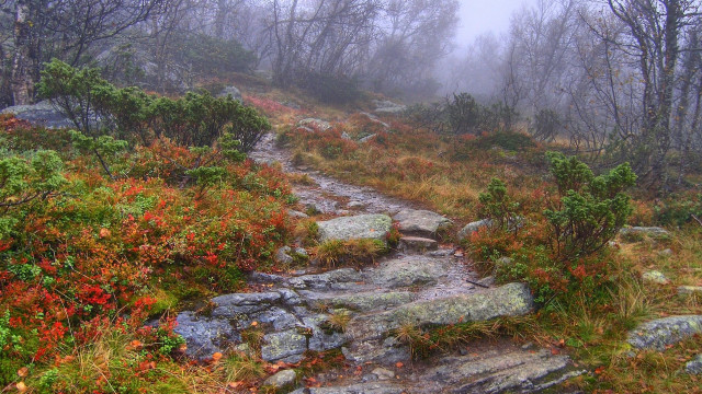 Woodland trail fog autumn leaves free wallpaper - medium preview image