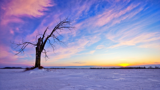 Lone tree snowy field sunset #7 free wallpaper - medium preview image