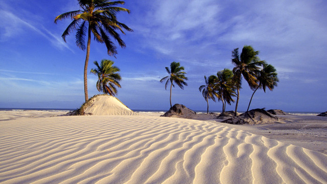 Beach palm trees clouds sky free wallpaper - medium preview image