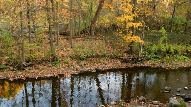 River forest leaves rocks autumn free wallpaper - medium preview image