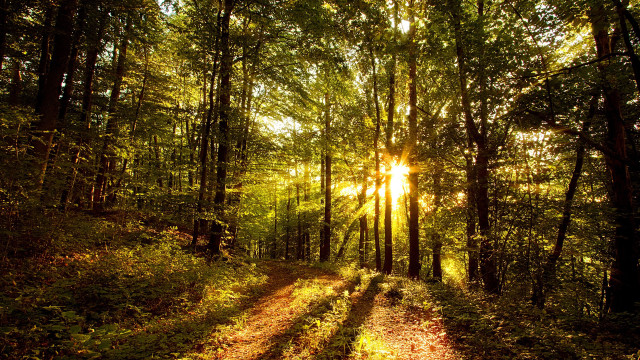 Forest road sunlight trees cityscape free wallpaper - medium preview image