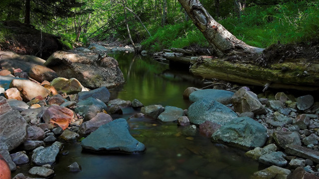 Stream forest rocks fallen tree free wallpaper - medium preview image