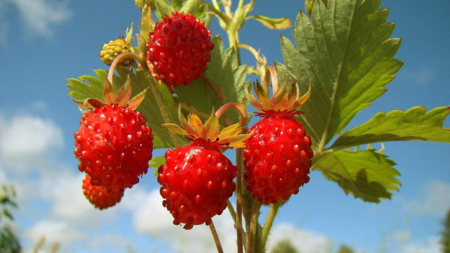 Berry branch leaves sky clouds free wallpaper - medium preview image