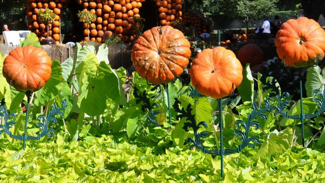 Pumpkin garden fall vibrant vegetables free wallpaper - medium preview image