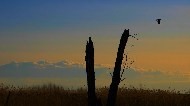 Bird sunset horizon grass mountain free wallpaper - medium preview image
