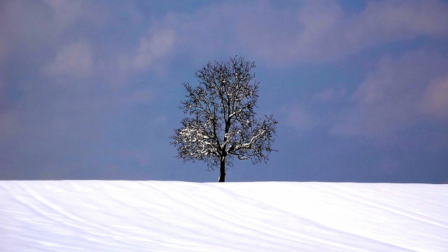 Lone tree snowy field blue #4 free wallpaper - medium preview image