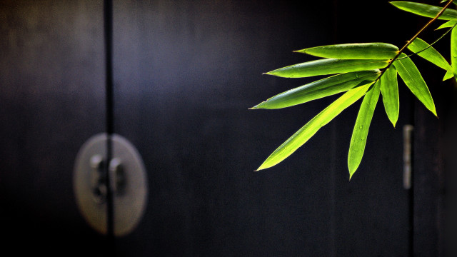 Green leaf door handle black free wallpaper - medium preview image