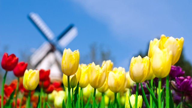 Flower field windmill blue sky free wallpaper - medium preview image