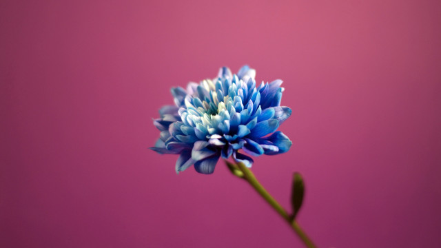 Blue flower vase pink background #2 free wallpaper - medium preview image