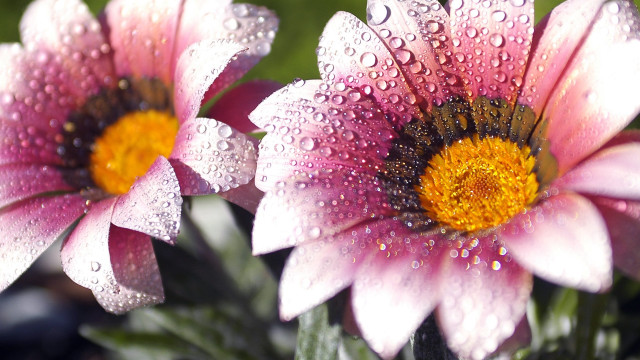 Pink flowers water droplets macro #2 free wallpaper - medium preview image