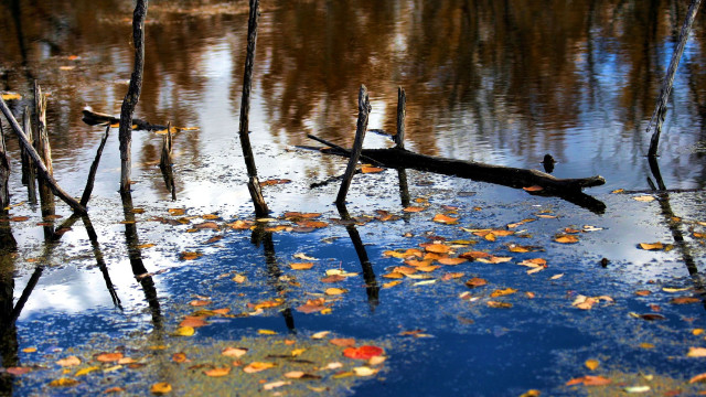 Fallen tree swamp autumn sunset free wallpaper - medium preview image