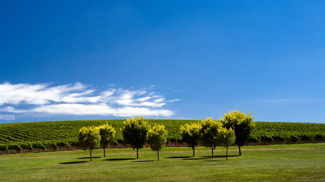 Field trees blue sky clouds #16 free wallpaper - medium preview image