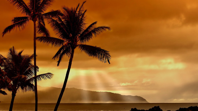 Palm trees beach cloudy sunset free wallpaper - medium preview image
