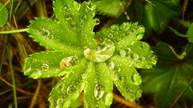 Green leaf water drops macro #26 free wallpaper - medium preview image