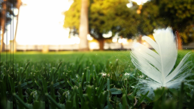 White feather grass tree building free wallpaper - medium preview image