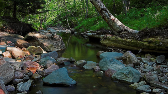 Stream forest rocks fallen tree #2 free wallpaper - medium preview image