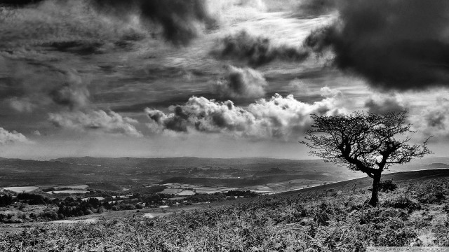 Lone tree hill cloudy sky #2 free wallpaper - medium preview image
