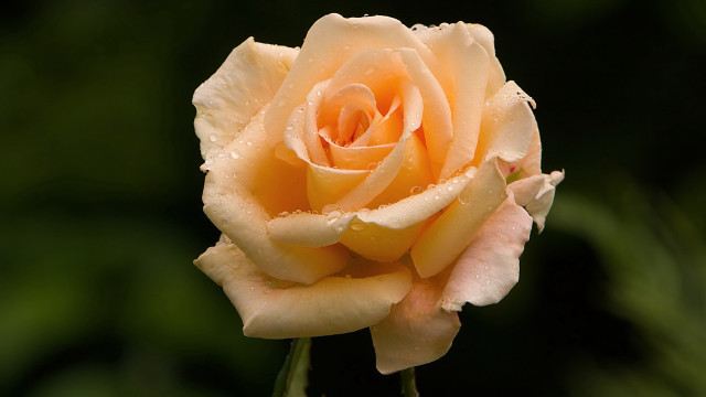 Yellow rose water droplets macro #7 free wallpaper - medium preview image