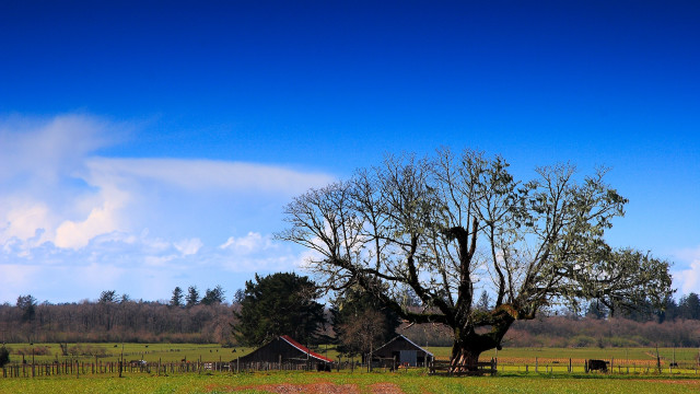 Tree bird field barn fence free wallpaper - medium preview image