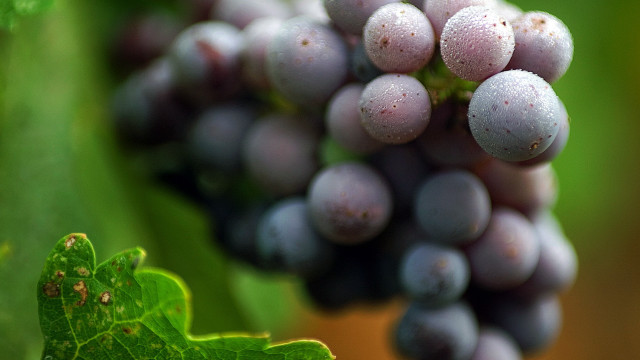 Grapes vine field leaf impressionism free wallpaper - medium preview image