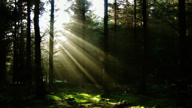 Sunbeam forest trees grass light free wallpaper - medium preview image