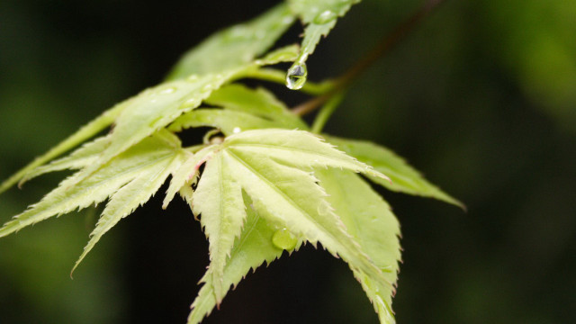 Green leaf water drops macro #21 free wallpaper - medium preview image