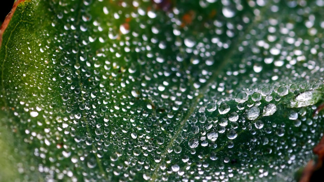 Green leaf water droplets macro #34 free wallpaper - medium preview image