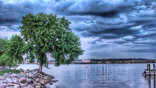 Lake shore tree cloudy sky free wallpaper - medium preview image