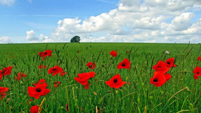 Red flower field blue sky #8 free wallpaper - medium preview image