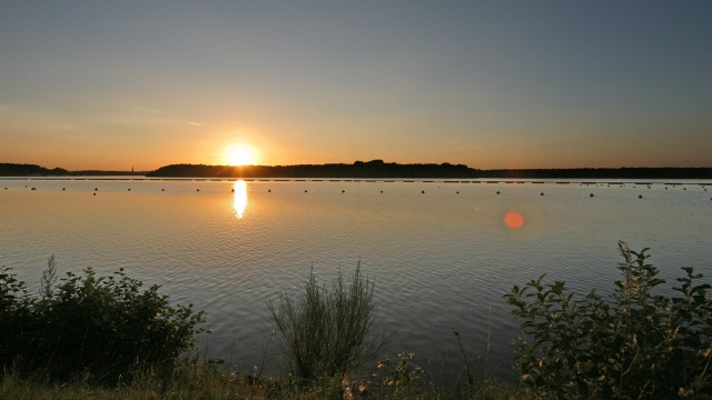 Lake sunset trees birds reflection free wallpaper - medium preview image
