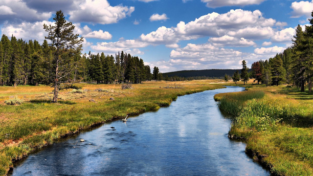 Lush forest stream river sunny free wallpaper - medium preview image