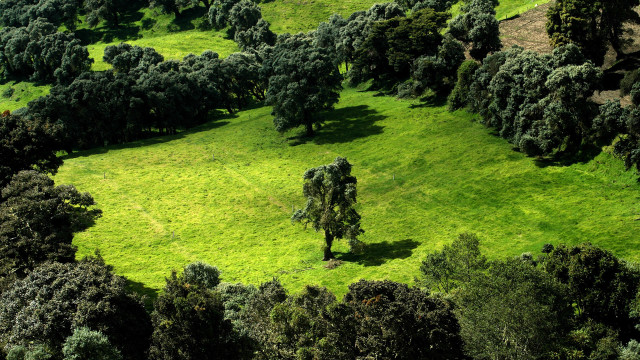 Green field trees animals people free wallpaper - medium preview image