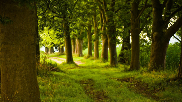 Forest path bench dappled sunlight free wallpaper - medium preview image