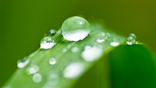 Green leaf water droplets macro free wallpaper - medium preview image