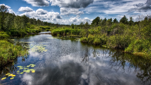 Hudson river forest water lilies free wallpaper for desktop - medium preview image