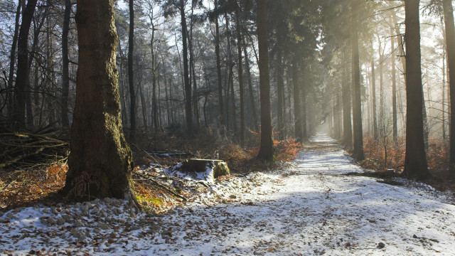 Winter forest snowy path trees free wallpaper - medium preview image