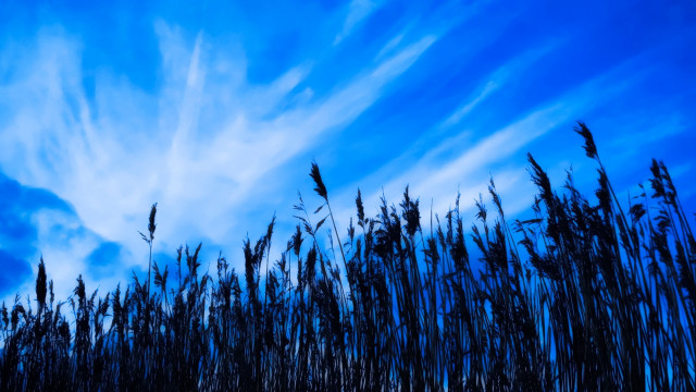 Blue sky clouds tall grass #2 free wallpaper - medium preview image