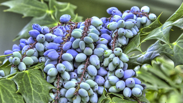 Blue berries branch leaves macro free wallpaper - medium preview image