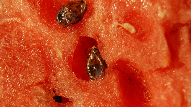 Watermelon bug macro autumn fire free wallpaper - medium preview image