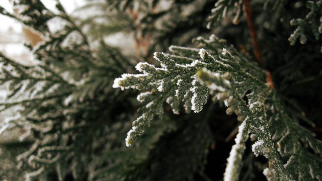 Snowy branch closeup nature bokeh free wallpaper - medium preview image