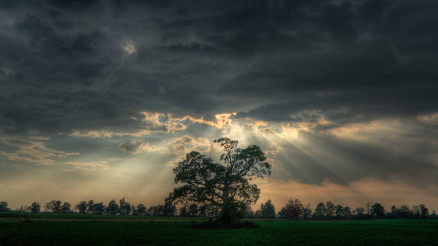 Tree field clouds sunrays mountains free wallpaper - medium preview image