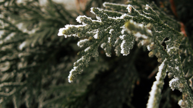 Snowy tree ice branches macro free wallpaper - medium preview image