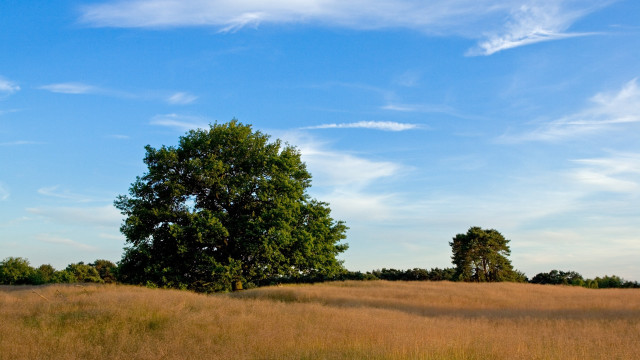 Lone tree field blue sky #4 free wallpaper - medium preview image