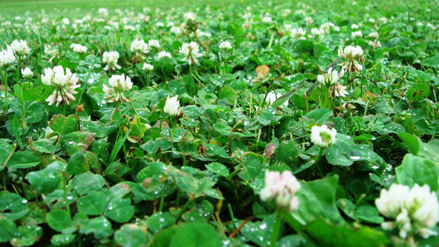 Clover water droplets bench grassy free wallpaper - medium preview image